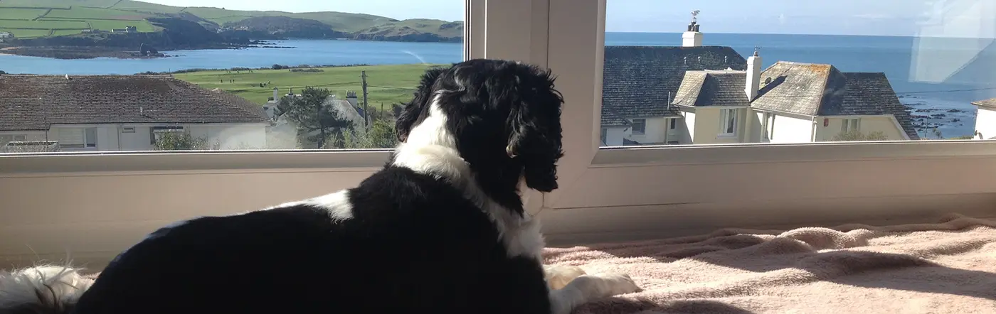 DOG-FRIENDLY
